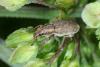 Sitona sp.